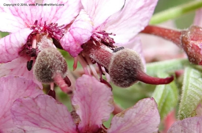 Ungnadia speciosa, Davidson, C 13072--Texas. Galveston. 18 Mar 2016. DSC00038 (56).JPG