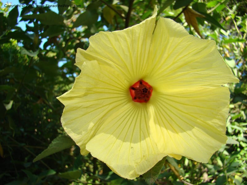 Hibiscus splendens--Australia. Royal Botanic Garden, Melbourne. 19-20 Mch 08. 113.jpg
