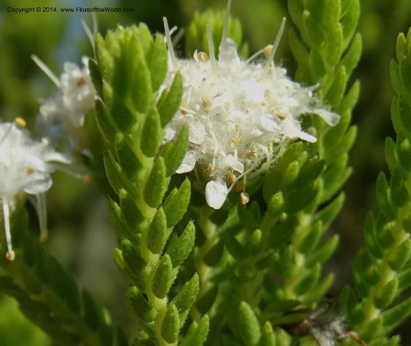 Agathosma collina, Davidson, C 12301--South Africa. Western Cape. De Hoop Nature Res. 22 Jan 2014. DSC01681 (104).JPG