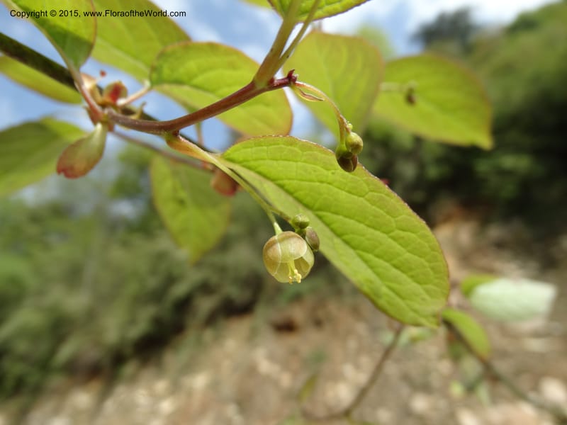 Sabia, Boufford, D 43677--China. Sichuan. GuoBaYan, HanBaiYu Shan. 12 May 2014. DSC05373 (52).JPG