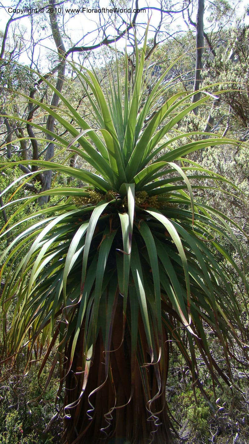 Richea pandanifolia--Tasmania. Woodland walk, Lake Dobson Rd. 30 Jan 2010. 001.jpg
