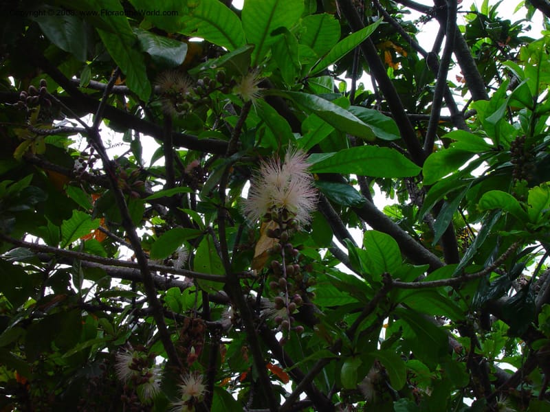 Barringtonia racemosa--So. Africa. Durban Botanic Garden. 24 Nov 02. 017.jpg