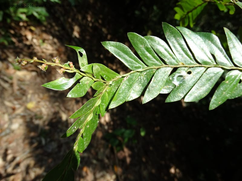 Anisophyllea disticha, Davidson, C 12897--Sabah. Deramakot For. Res. 24 Mar 2015. DSC00089 (97).JPG