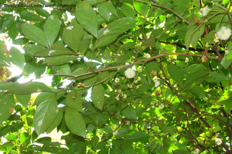 Archidendron, Regalado 1747--Viet Nam. Thua Thien Hue Prov. Phu Loc Distr. Bach Ma. 13 Apr 09. 322.jpg
