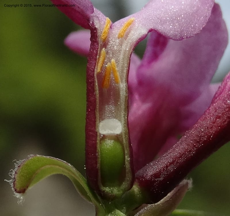 Daphne, Boufford, D 43616--China. Sichuan. ShaShiDuo. 8 May 2014. DSC04232 (47).JPG