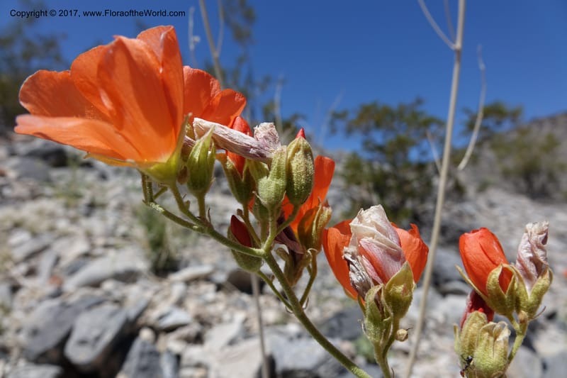 Sphaeralcea ambigua var. rugosa, Davidson, C 13113--California. Inyo Co. N. Death Valley Rd. Stop 1. 18 Apr 2016.  (23).JPG