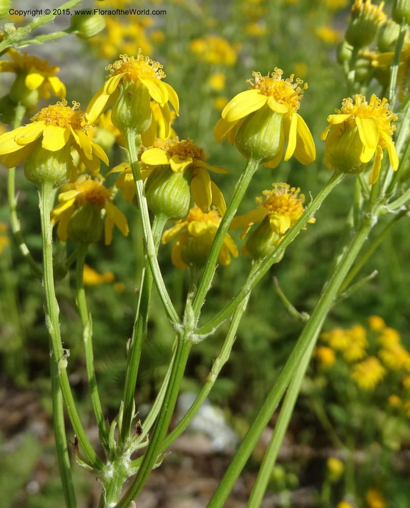 Packera millefolium, Davidson, C 13000--North Carolina. Macon Co. Slick Rock. 14 May 2015. DSC05505 (40).JPG