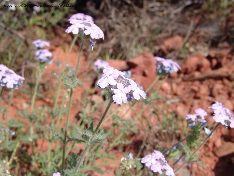 Verbena gooddingii--AZ. Coconino C. Hwy 89A. Oak Cr Can,  Midgley Bridge. 14 May 05. 065.jpg