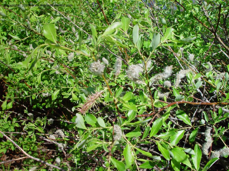 Salix lasiandra, CDavidson10990--ID. Valley Co. Payette Lake. 12 Jun 03. 069.jpg