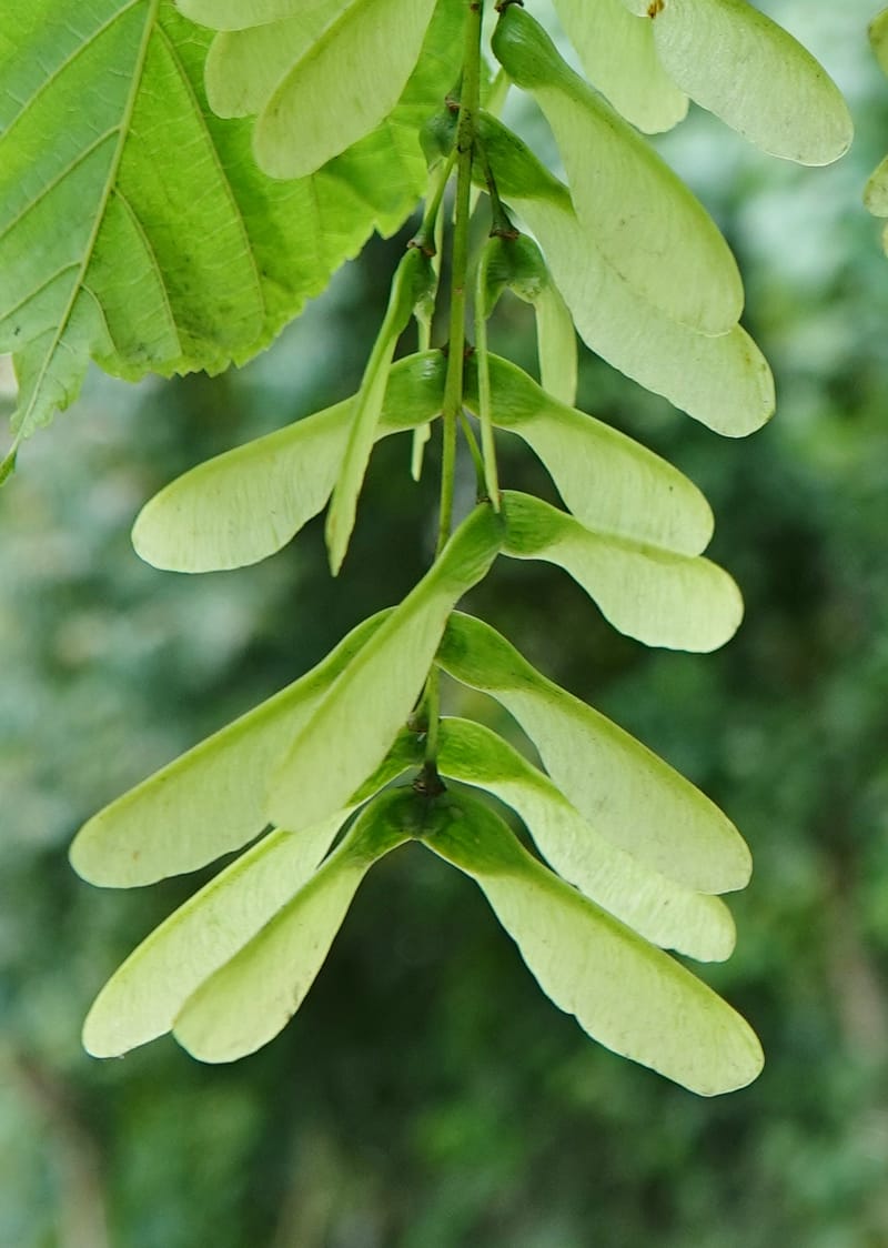 Acer davidii subsp. davidii, D. Boufford 44106--China. Yunnan. Lao jun Shan. 30 Apr 2018. DSC00424 (413).JPG