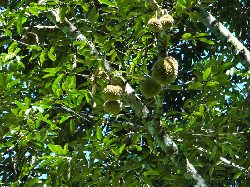 Durio zibethinus, not coll.--Thailand. Surat Thani Prov. Khlong Phanom Nat. Park. 15 Nov 2012. (279).JPG