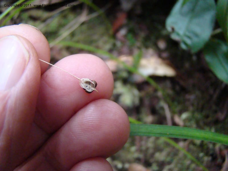 Campynemanthe, Munzinger, J 4843--New Caledonia, Dogny, 19 Nov 2007,  063 (13).jpg