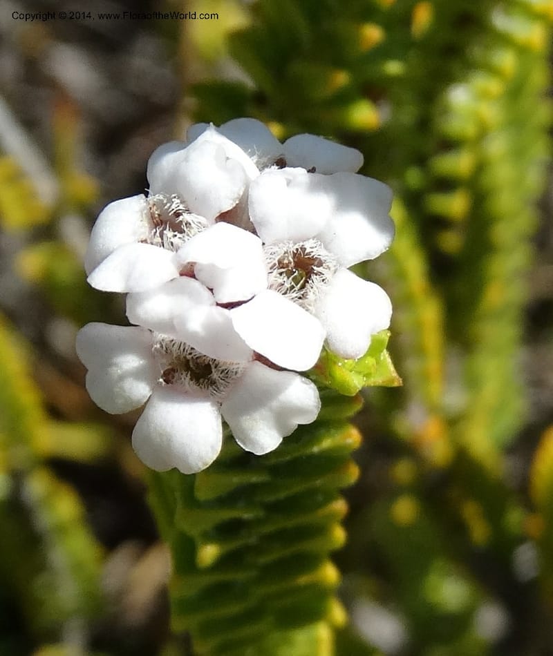 Euchaetis, Davidson, C 12300--South Africa. Western Cape. De Hoop Nature Res. 22 Jan 2014. DSC01681 (60).JPG