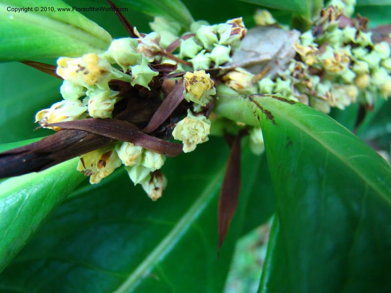 Erythroxylum macrophyllum, B. Hammel 24675--Costa Rica. Prov. Limon. Selva Bananito Lodge. 12 Apr 08. 009 (14).jpg
