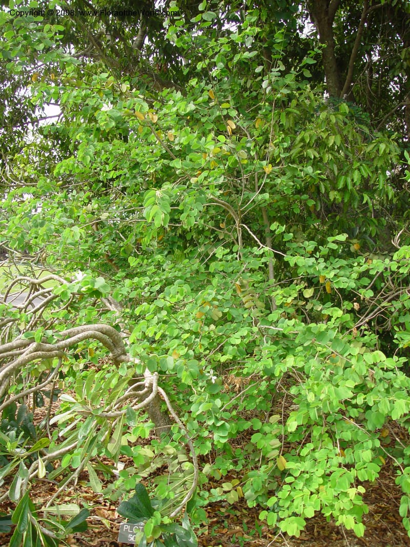 Bauhinia aculeata--FL. Fairchild Tropical Gard. 8 Apr 03. 016.jpg