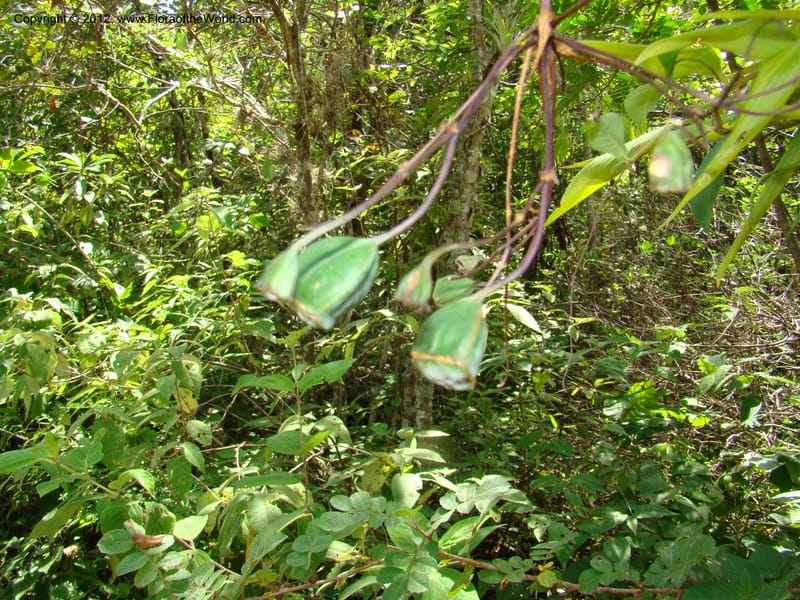 Bomarea, N. Martinez-M 2423--MX. Chiapas. Jiquipilas. Cerro el Campanario. 14 Sep 08. 009.jpg