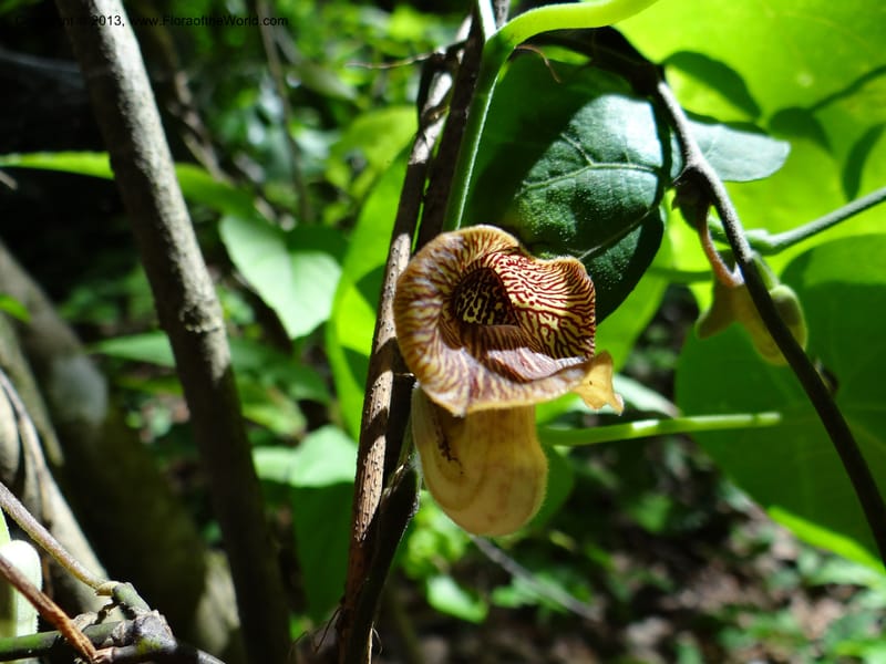 Aristolochia, Li Pan 1205292--China. Zhejiang Prov. Tian Mu Shan. 29 May 2012. DSC00348 (144).JPG