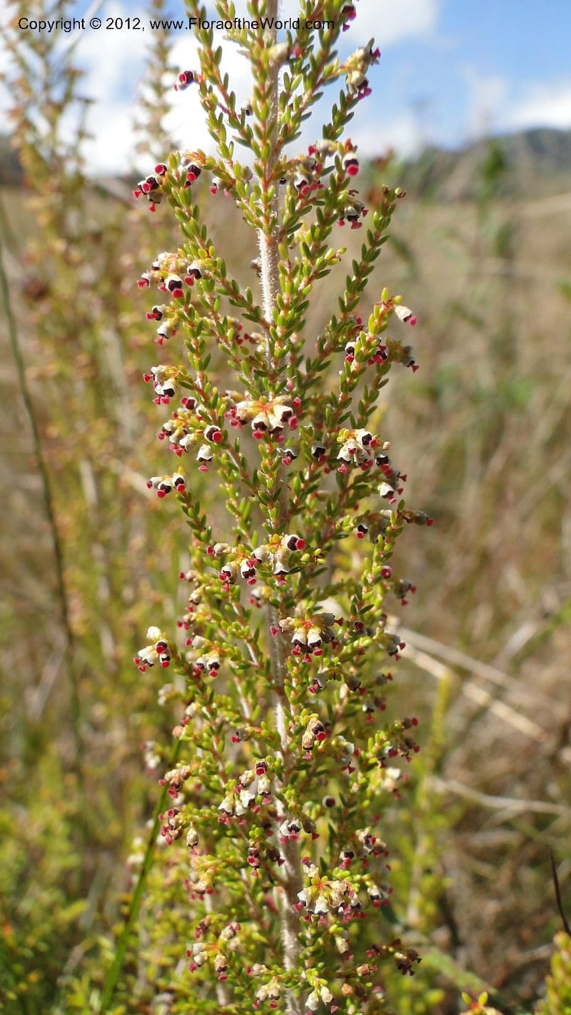 Erica aristata, N. Manjato 178--Madagascar. E of Ambositra toward Antoetra. 2 May 2010 182 (2).jpg
