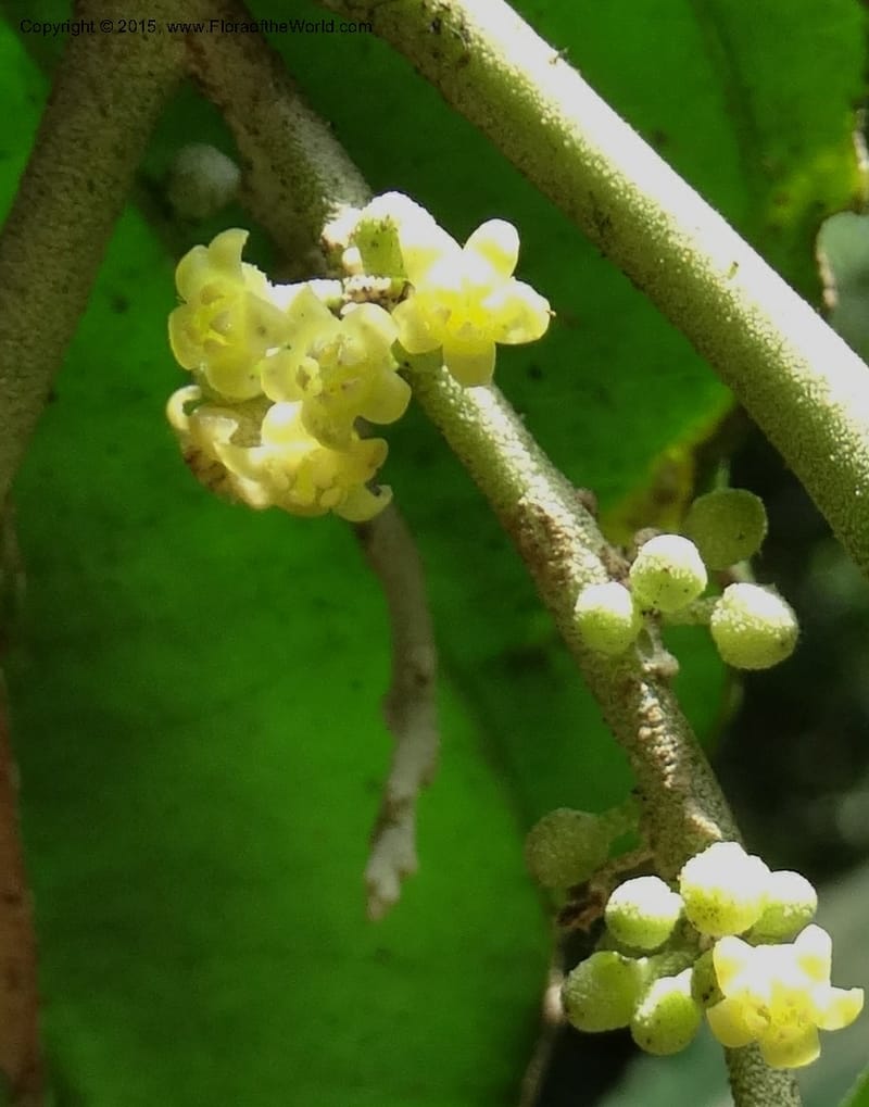 Octoknema, Davidson, C 12386--Cameroon. Bakengili Trail, Mt. Cameroon. 24 Mar 2014. DSC03587 (240).JPG