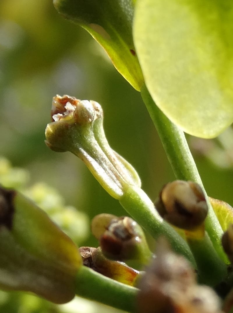 Myodocarpus involucratus, Lowry, P 7375--New Caledonia. Mont Dzumac. 12 Nov 2015. DSC01563 (535).JPG