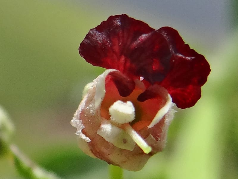 Scrophularia--Kurdistan. Hawraman. Stop 5. 22 May 2013. DSC04493 (56).JPG