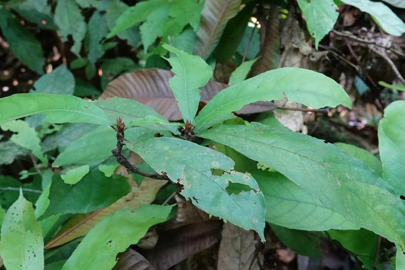 Poggea alata, C. Davidson 13956--Gabon. Arb. Sibang. 5 Nov. 2018. DSC02235 (46).JPG