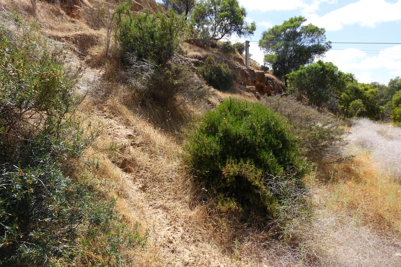 Aphanopetalum clematideum, Davidson, C 13444--Australia. W.A. Geraldton. Chapman River. 25 Oct 2016.  (2).JPG