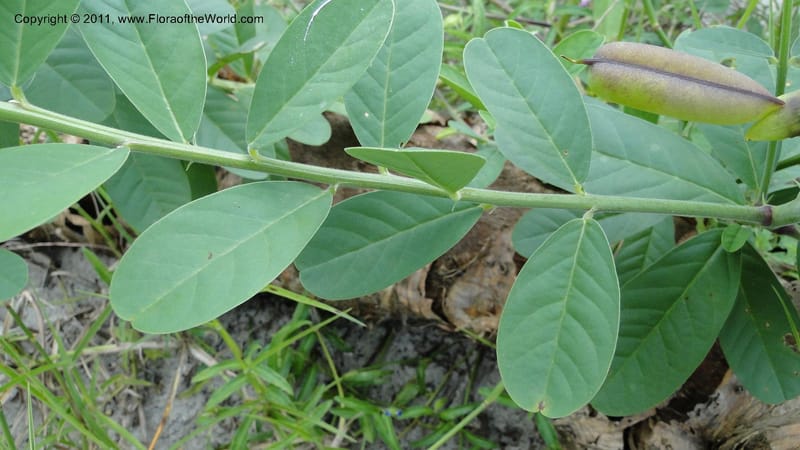 Crotalaria, R. Gereau 7170--Tanzania. Beach near Bagamoyo Country Club. 8 May 2010. 209 (93).jpg