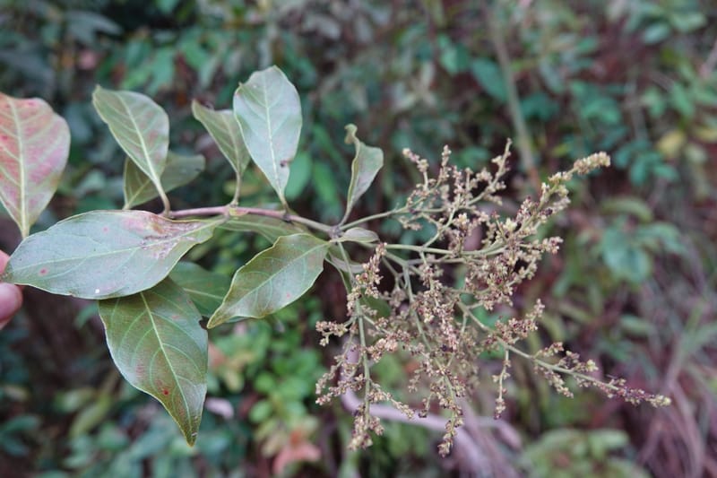 Wendlandia ligustrina, D. Boufford 44129--China. Yunnan. Meizi Lake Park. 3 May 2018. DSC01424 (227).JPG