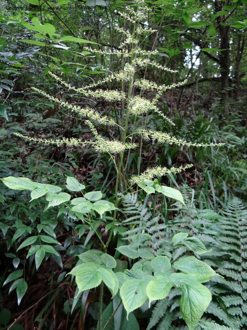 Astilbe grandis, Davidson, C 11953--China. Zhejiang Priv. Tian Mu Shan. 31 May 2012. DSC00927 (108).JPG