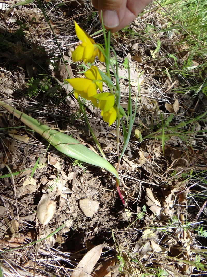 Calochortus amabilis, Davidson, C 12123--Calif. Napa Co. Hwy 128. 16 Apr 2013. DSC03072 (38).JPG