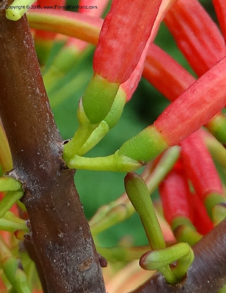 Taxillus delavayi, Boufford, D 43731--China. Sichuan. Taxillus stop. 14 May 2014. DSC06581 (71).JPG