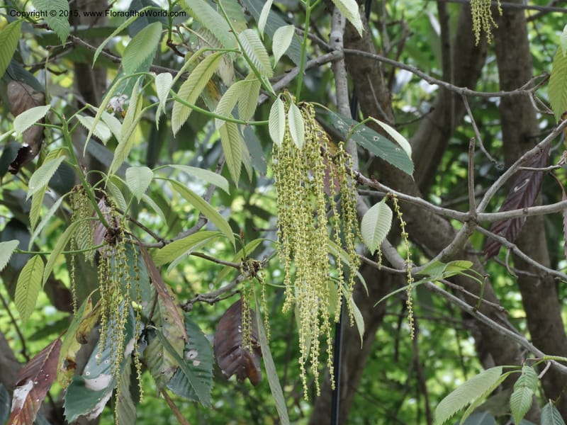 Quercus, Boufford, D 43691--China. Sichuan. LongDongZhen on Rd. to LeiYuan Shan. 13 May 2014. DSC05860 (117).JPG