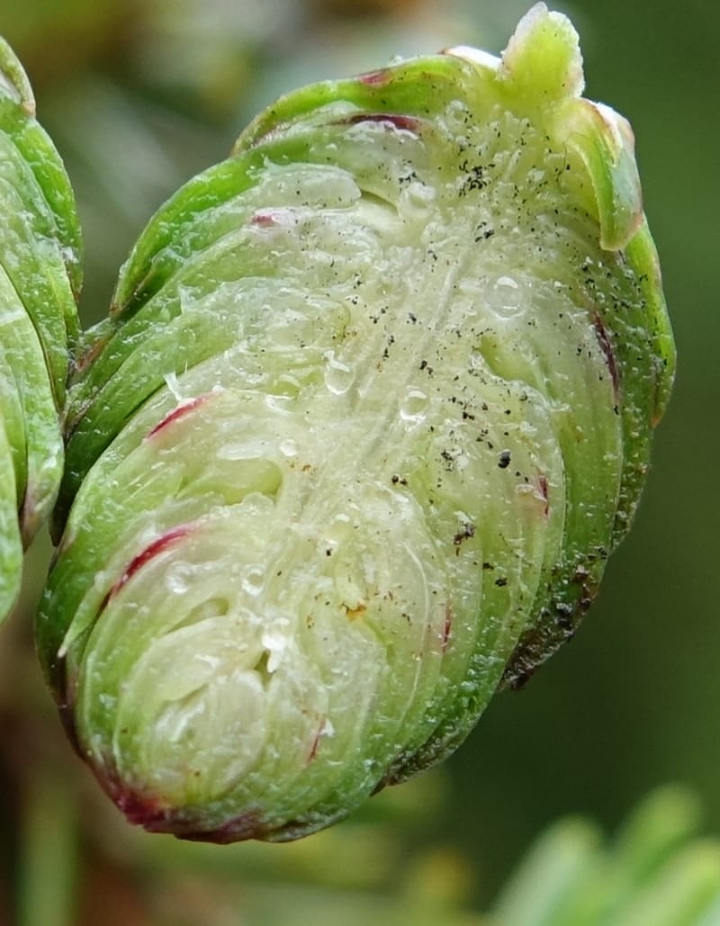 Tsuga chinensis, Tseng Yu-Hsin 1332--Taiwan. Taroko Nat. Park. Mt. Bilu Trail. 21 May 2016.  (191).JPG