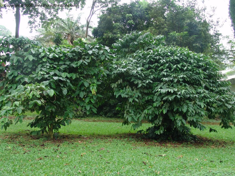 Theobroma cacao--Cameroon. Limbe Garden. 12  Oct. 04. 054.jpg