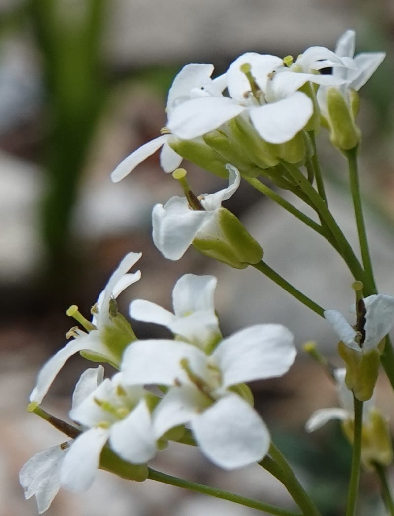 Arabis nuttallii, C. Davidson 14036--ID, Valley Co. Elkl Summit. 18 July 2019. DSC00995 (3).JPG