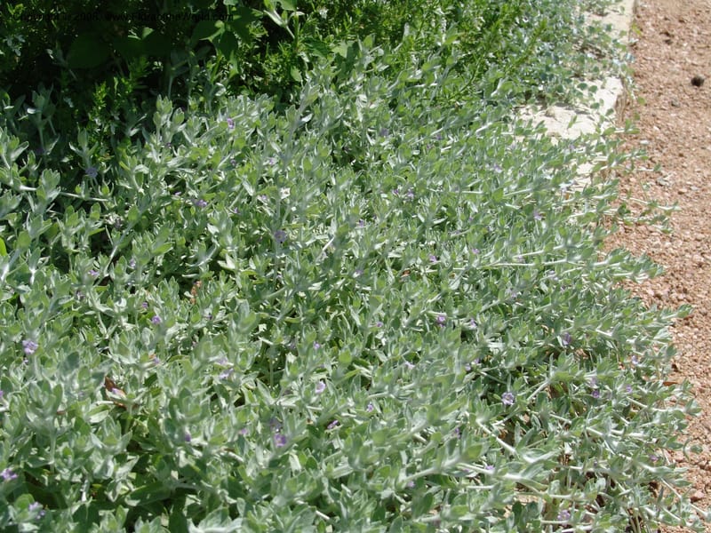 Stemodia lanata--TX. Johnson Wildflower Center. 13 Jun 04. 004.jpg