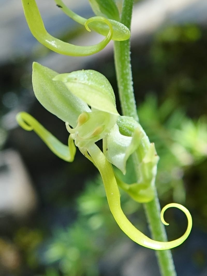 Habenaria, not collected--China. Sichuan. Yibailingba-gou. 12 Aug 2017. DSC04660 (361).JPG