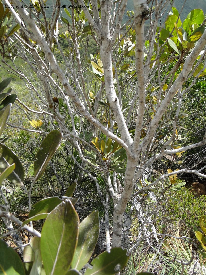 Storthocalyx, P. Lowry 7198--New Caledonia. Mont Dzumac road. 23 Jan 2010.  2022 (3).JPG