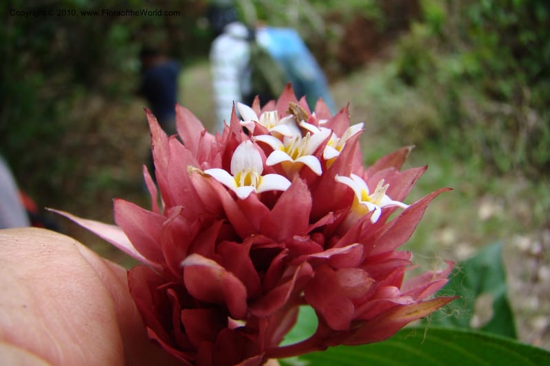 Psychotria, Vasquez 34809--Peru. Loreto. Dist. Nauta. Miraflores, Rio Tigre. 10 Nov 08. 480.jpg