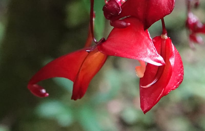 Impatiens, C. Davidson 13908--Gabon. M de C. Sent. Andok. 28 Oct 2018. DSC09339 (322).JPG