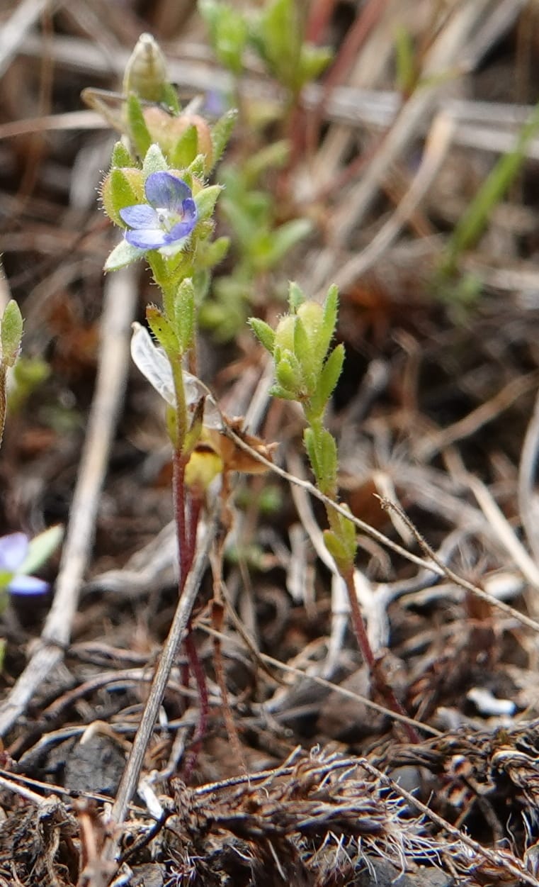 Veronica arvensis, C. Davidson 13751--Oregon. Wallowa Co. Zumwalt.Trail Cr. Rd. 4 Jun 2018. DSC04078 (23).JPG