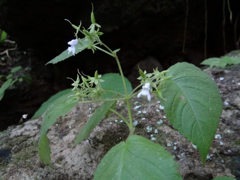Ornithoboea, VC 5611--Thailand. Surat Thani. Khlong Phanom Nat. Park. 15 Nov 2012. (84).JPG