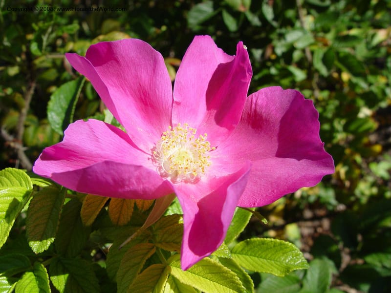 Rosa rugosa--CA. UC Berkeley Bot. Garden. 19 Sep 03. 085.jpg