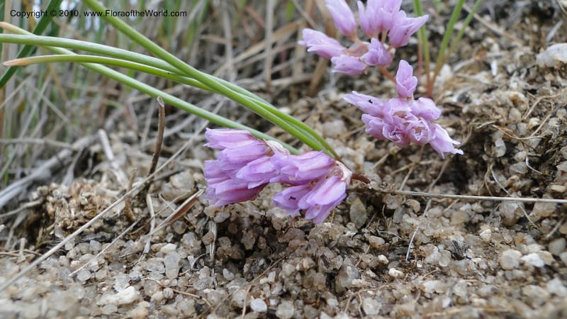 Allium aasiae, not coll.--Idaho. Ada Co. artwright Rd. 22 April 2010. 145 (15).jpg