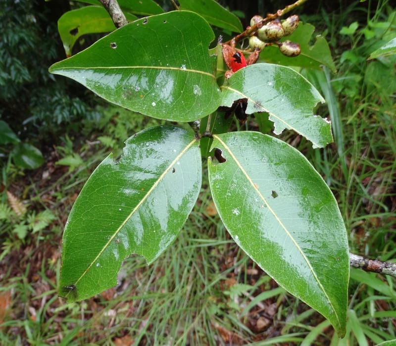 Lepidocupaniopsis concolor, Munzinger, J 7390--Fiji. Across the road from Waisali RF. 8 Nov 2015. DSC00330 (283).JPG