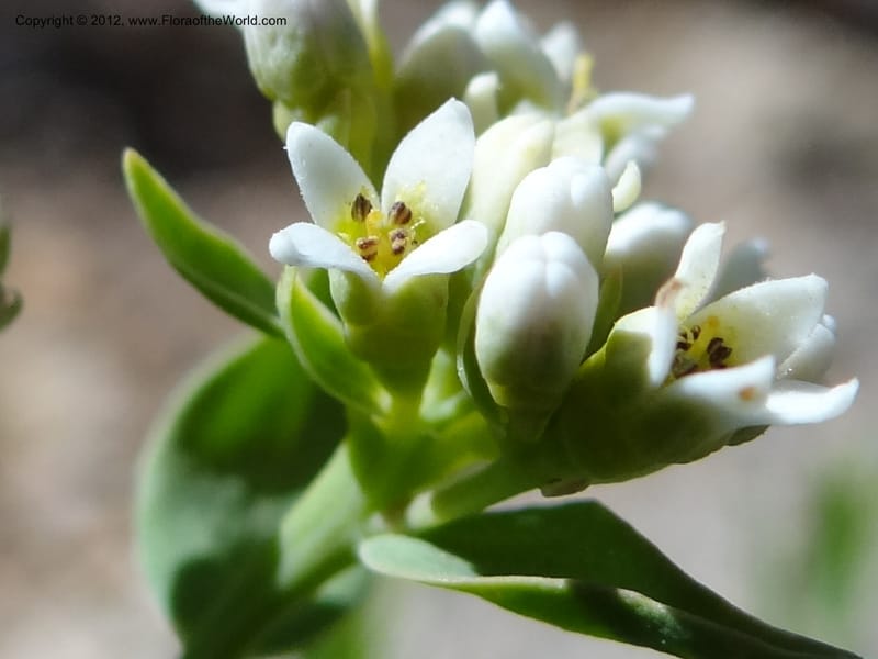 Comandra umbellata, Davidson, C 11942--AZ. Yavapai Co. Crown King Rd. 7 May 2012. DSC0894 1 (122).JPG