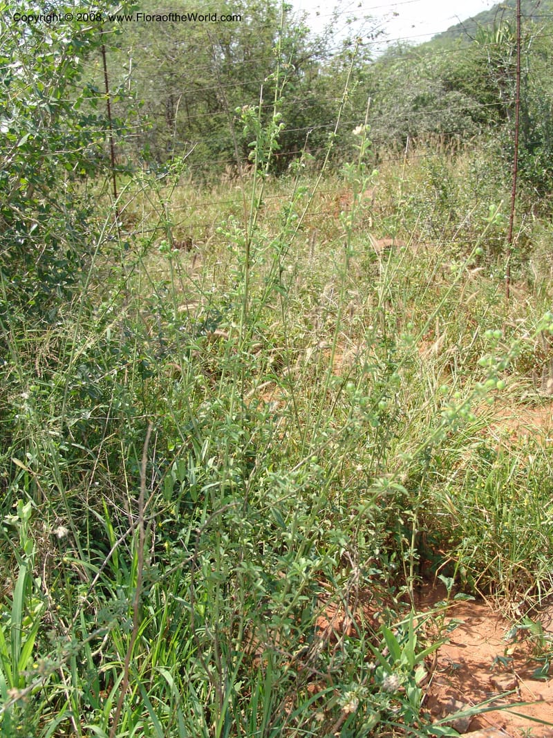 Grewia flava--So.Africa. Mpumal. S of Burgersfort. 16 Mch 05. 280.jpg