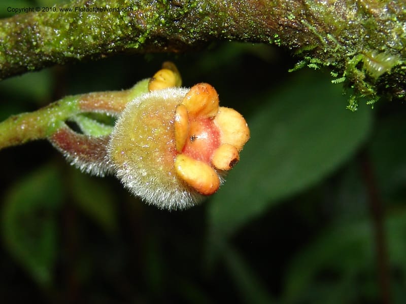 Siparuna aspera, Croat 95735--Ecuador. Maquipucuna Biol. Res. Send. Princip. 11 Mar 06. 260 (18).jpg