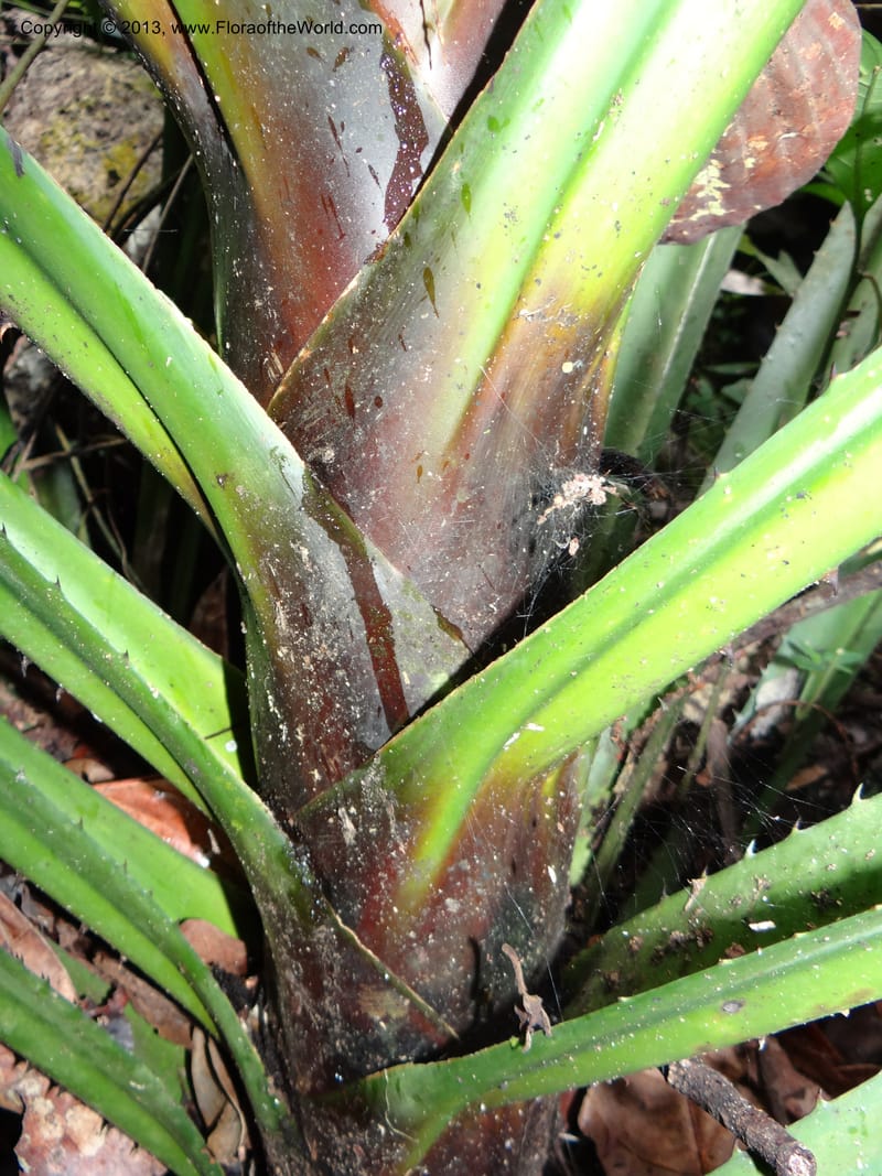 Pandanus acaulescens, Callmander 1040--Thailand. Chiang Mai Prov. Doi Suthep Pui Nat. Park. 7 Nov 2012. DSC07362 (335).JPG